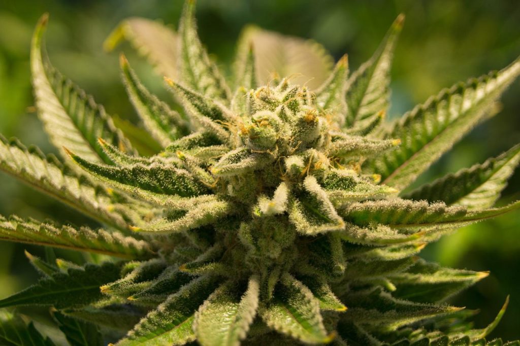 cannabis, pot, weed-2152604.jpg